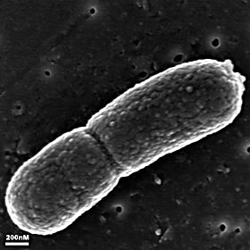 methane_cell.jpg