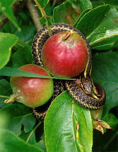 snake_in_apple_tree.jpg