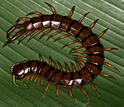 centipede.jpg