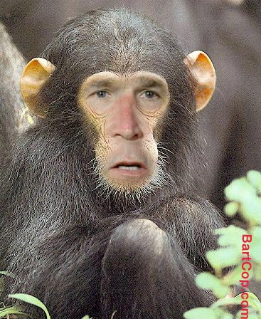 ugly-chimp.jpg
