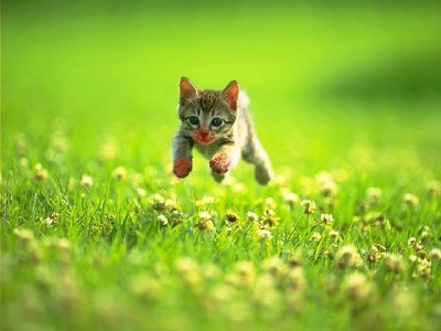 kitty2.jpg