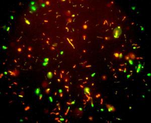 thumb-ancient_bacteria.jpg