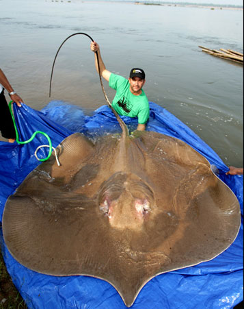 giant-freshwater-stingray.jpg