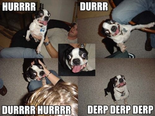 derp-derp-derp-dog.jpeg