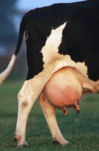 udder_200.jpg