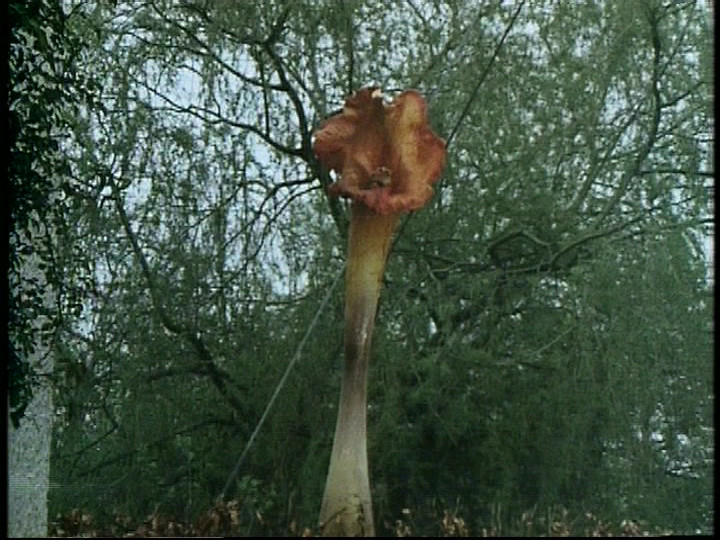 day-of-the-triffids-pdvd_010.jpg