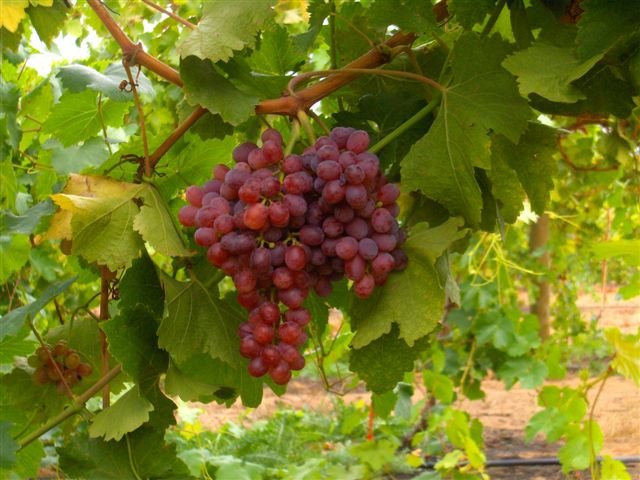 Crimson_Seedless_Table_Grapes.jpg