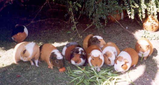 guinea~1.jpg