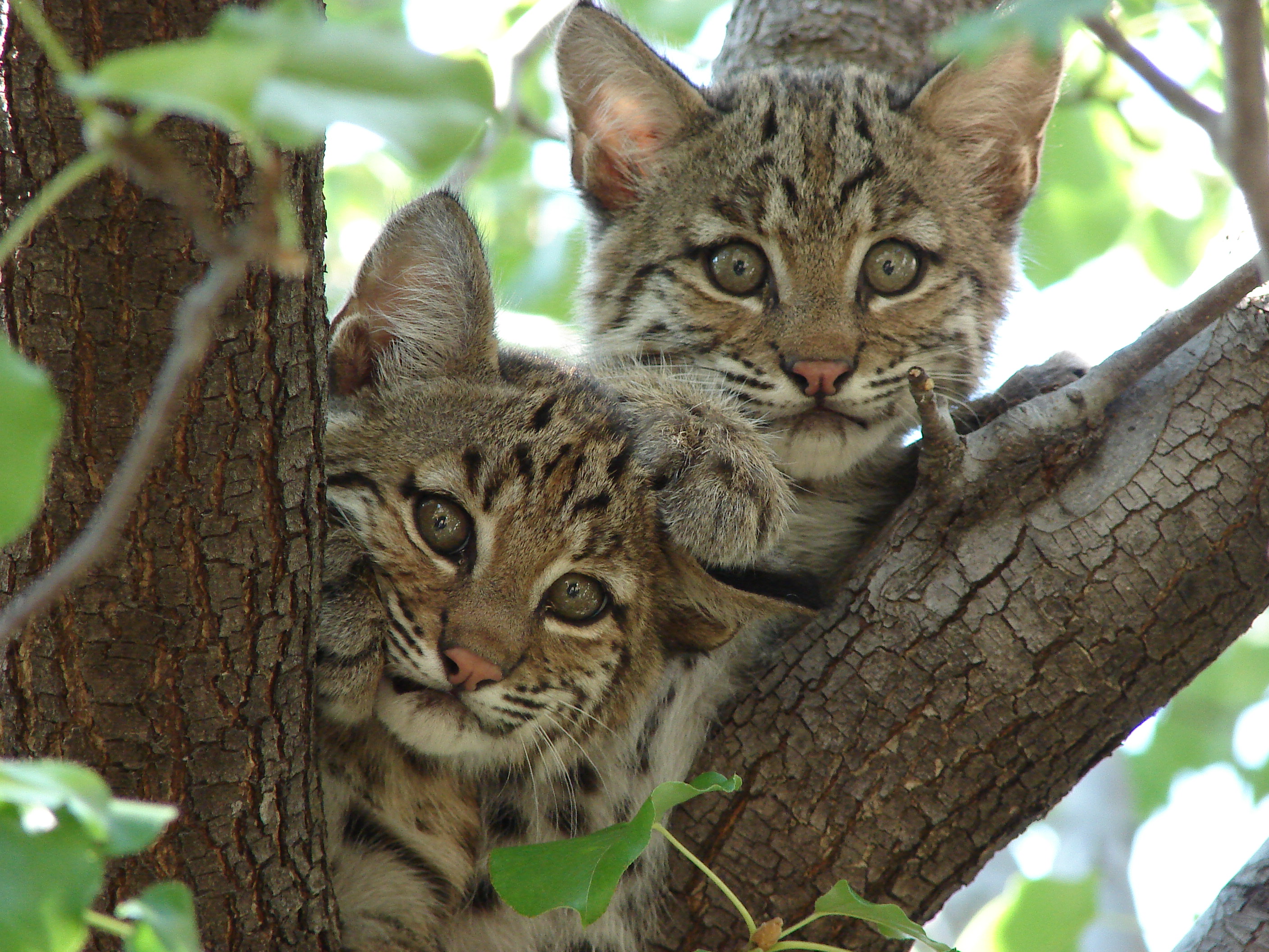 Bobcat-Texas-9110.jpg