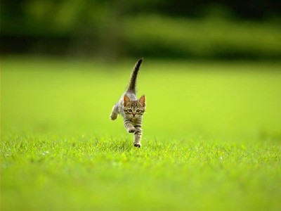 kitty4.jpg
