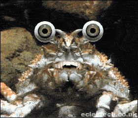 spidercrabdance.gif