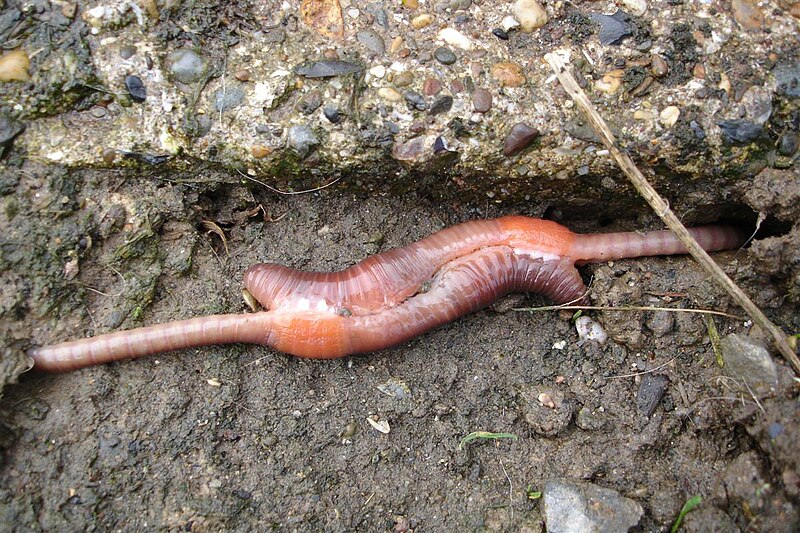 800px-Mating_earthworms.jpg