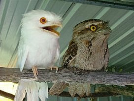 Tawny+Frogmouth--albino.jpg