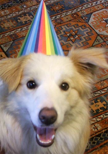 party-hat-puppy.jpg