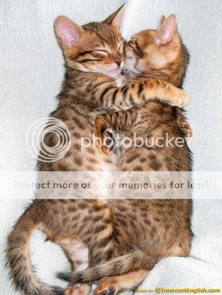 cute-snuggling-kittens.jpg