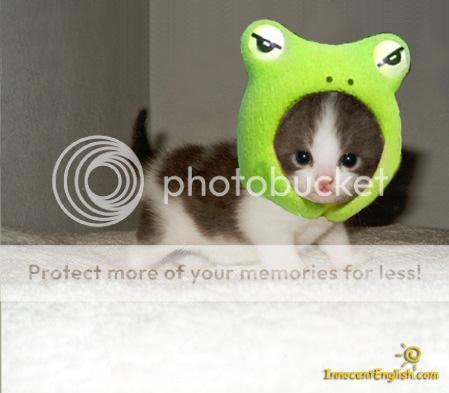 kitten-frog-hat.jpg