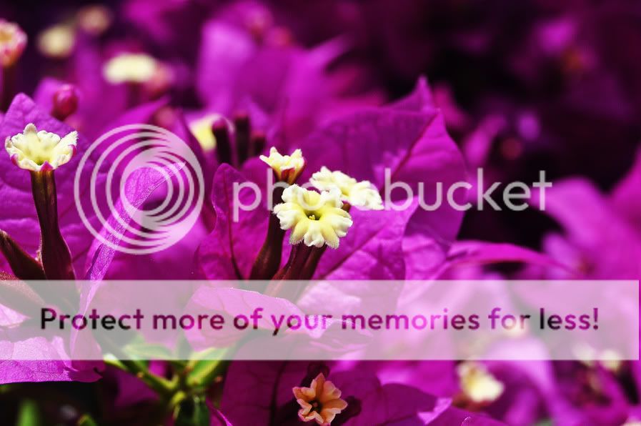 purple_flower_corfu.jpg