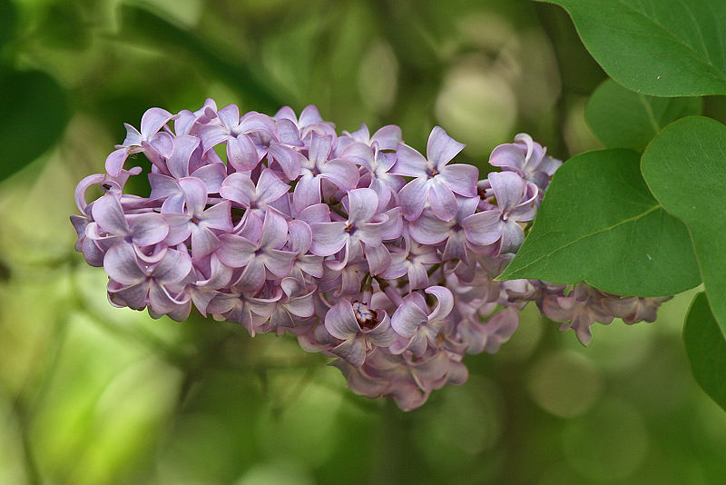 800px-Lilac_Flower%26Leaves%2C_SC%2C_Vic%2C_13.10.2007.jpg