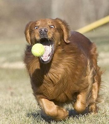 funny-pictures-of-dogs-dog-ball.jpg